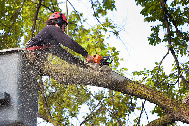 How Our Tree Care Process Works  in  Rockwell City, IA